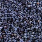 Pavot bleu graines